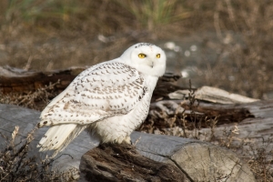 Snowy Owl